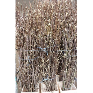 Magnolia Extra P Stem 180cm