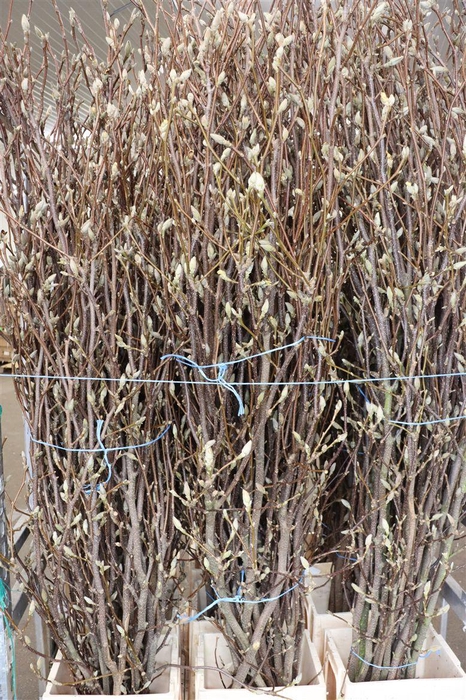 <h4>Magnolia Extra P Stem 180cm</h4>