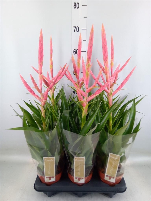 <h4>Tillandsia  'Dolce'</h4>