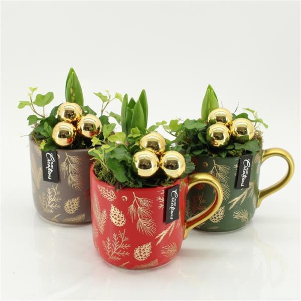 <h4>Arrangementen Hyacinthus 6%</h4>
