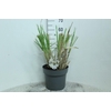 Cortaderia Selloana Junior
