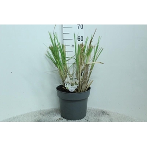 Cortaderia Selloana Junior