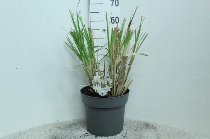 <h4>Cortaderia Selloana Junior</h4>