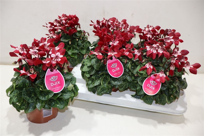 <h4>Cycl Kl Sup Angels Dark Red</h4>