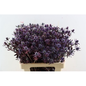 Eryngium Red 60cm Spray Per Tak