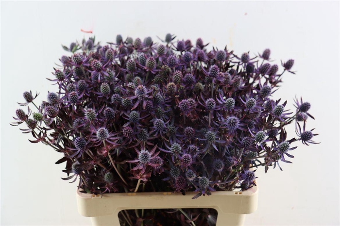 <h4>Eryngium Red 60cm Spray Per Tak</h4>