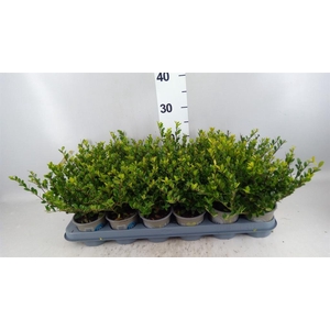 Ilex crenata 'Dark Green'