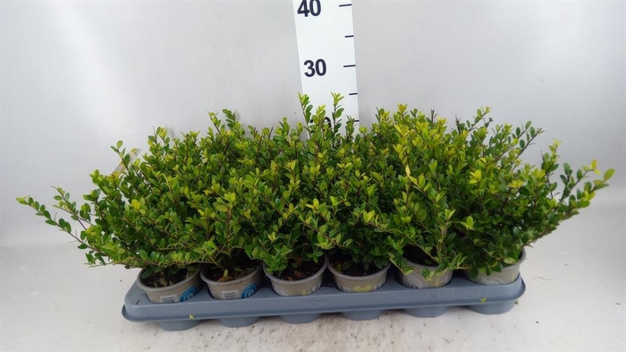 <h4>Ilex crenata 'Dark Green'</h4>