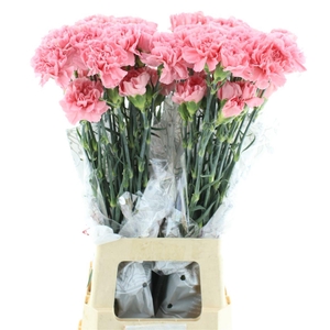 Di St Col Bublicius Dark Pink