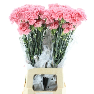 Di St Col Bublicius Dark Pink