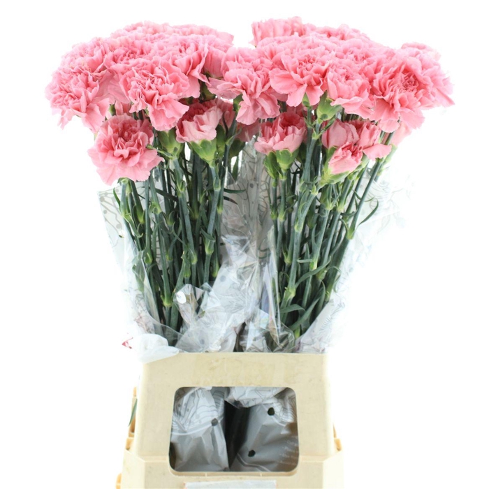 <h4>Di St Col Bublicius Dark Pink</h4>