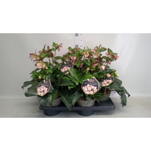 Helleborus  'Ice N Roses Early Ros'