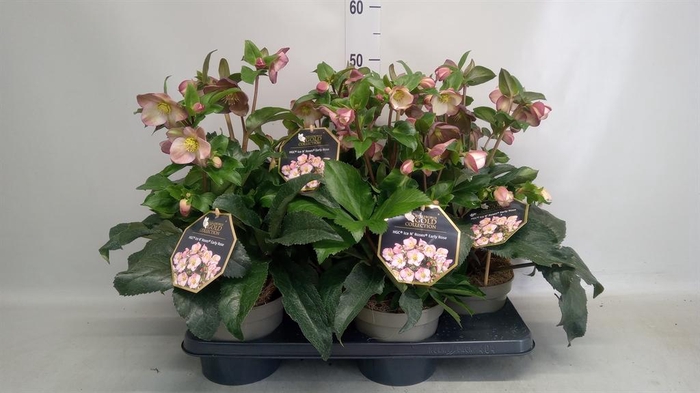 <h4>Helleborus  'Ice N Roses Early Ros'</h4>