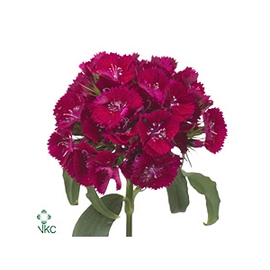 Di Barb S Will Purpl