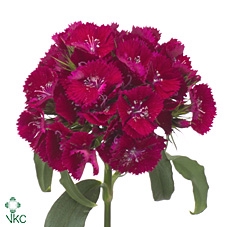 <h4>Di Barb S Will Purpl</h4>