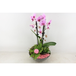 arr2 PL - Ker. schaal glazed Phal. roze