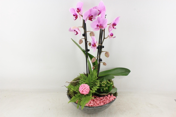 <h4>arr2 PL - Ker. schaal glazed Phal. roze</h4>