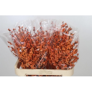 Ilex Ve Winter Gold