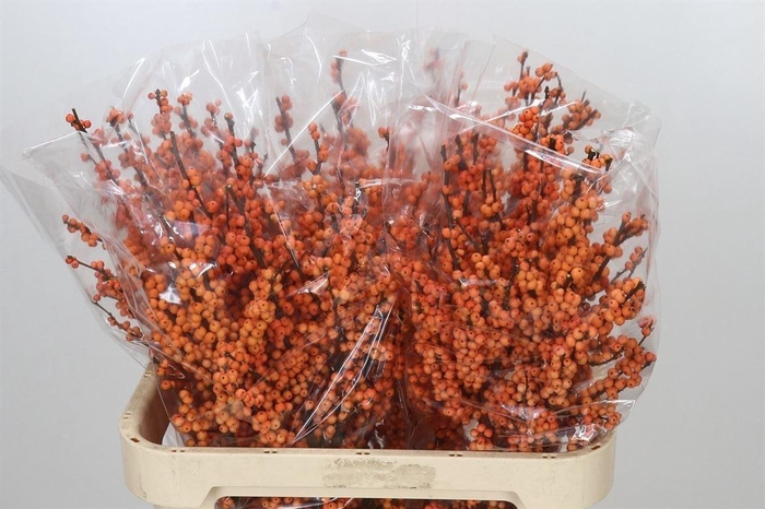 <h4>Ilex Ve Winter Gold</h4>