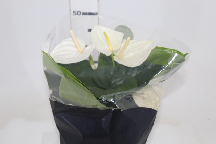 <h4>ANTHURIUM ALASKA P17 PREMIUM</h4>