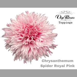CHR G SPIDER ROYAL PINK