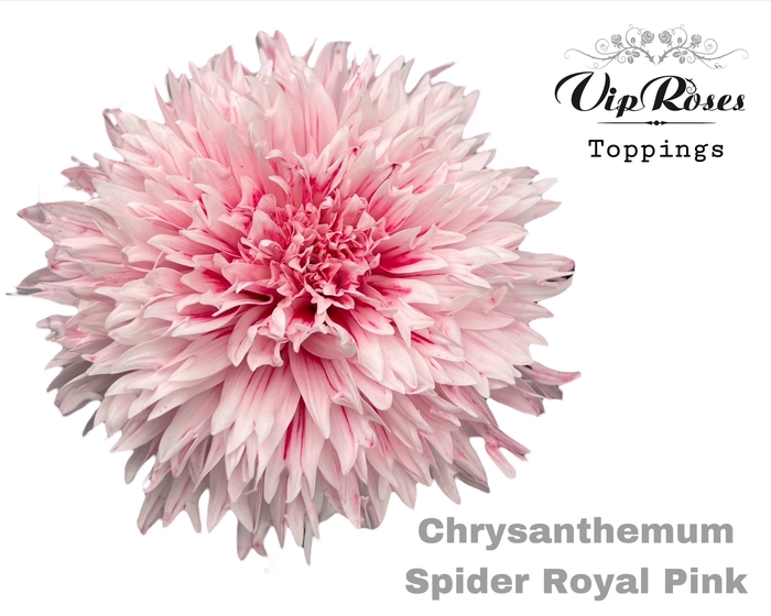 <h4>Chr G Spider Royal Pink</h4>