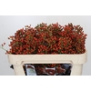 Rozenbottel Autumn Rosefruits