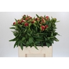 Paeonia Diana Parks