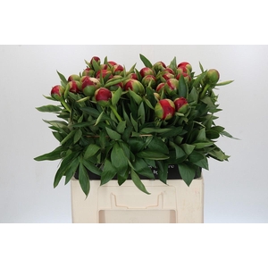 Paeonia Diana Parks