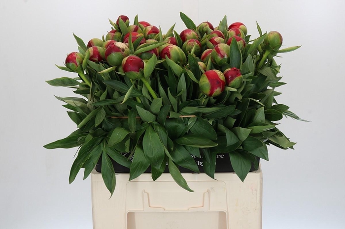 <h4>Paeonia Diana Parks</h4>