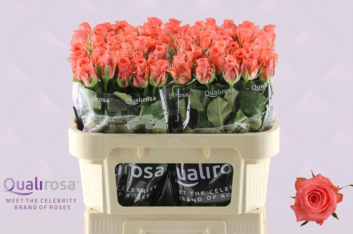 <h4>ROSA GR 'SANKARA'</h4>