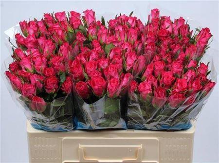 <h4>R Gr Orchestra</h4>