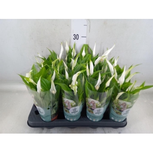 Spathiphyllum  'Pearl Cupido'