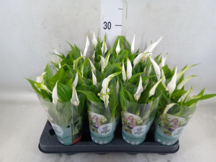 <h4>Spathiphyllum  'Pearl Cupido'</h4>