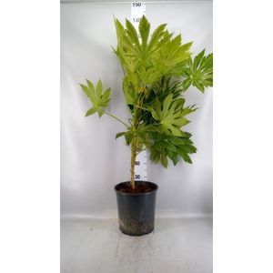 Fatsia japonica 'Variegata'
