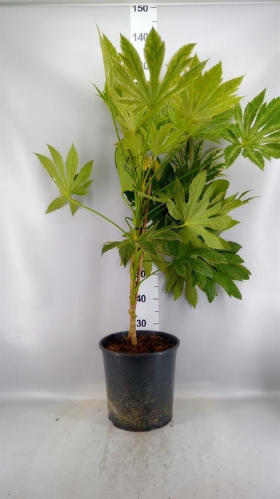 <h4>Fatsia japonica 'Variegata'</h4>