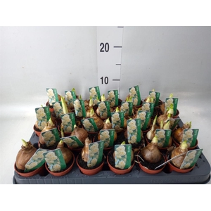 Narcissus DU 'Bridal Crown'