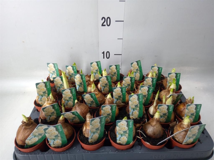 <h4>Narcissus DU 'Bridal Crown'</h4>