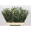 Aster Paquita