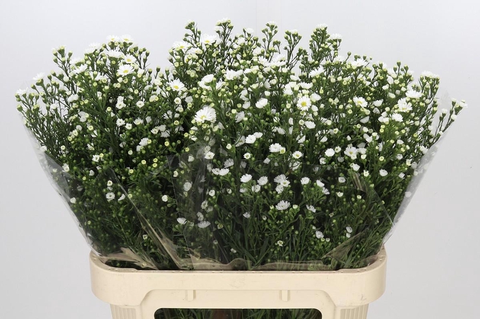 <h4>Aster Paquita</h4>