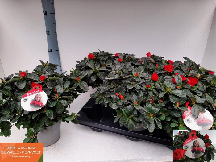 <h4>RHODO SI JIMMY</h4>