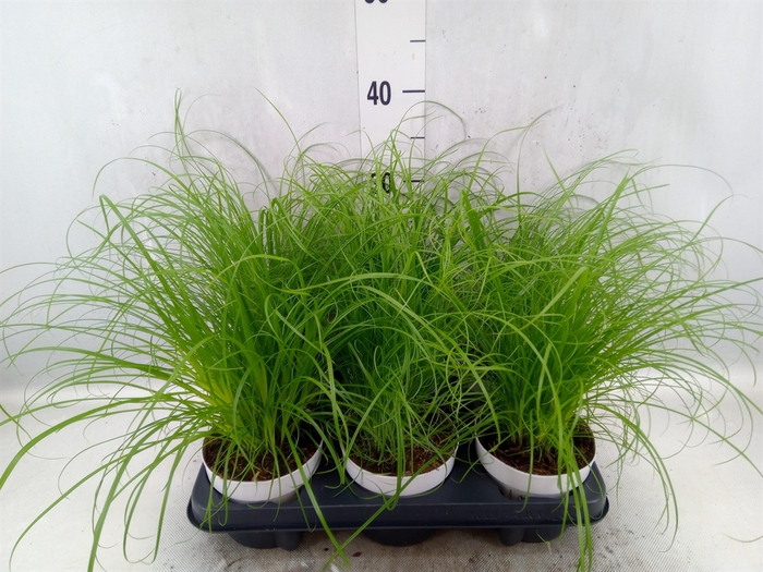 <h4>Cyperus alternifolius 'Zumula'</h4>