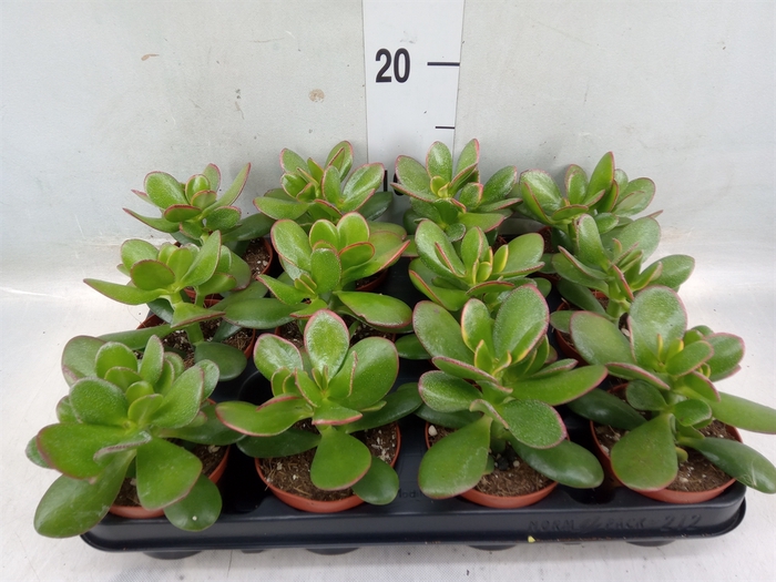 <h4>Crassula ovata 'Sunset'</h4>