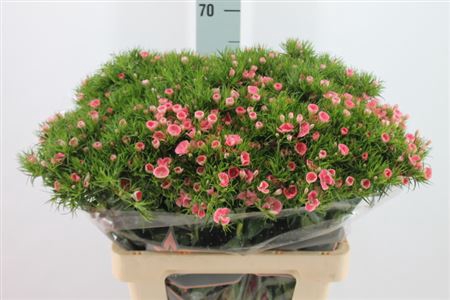 <h4>Di Barb Tsar Roze</h4>