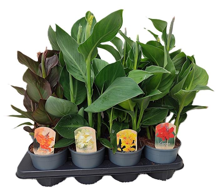 <h4>Canna mix p14</h4>