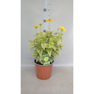 Heliopsis