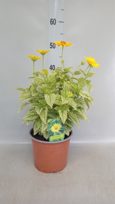 <h4>Heliopsis</h4>