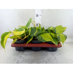 Philodendron scand. 'Brasil'