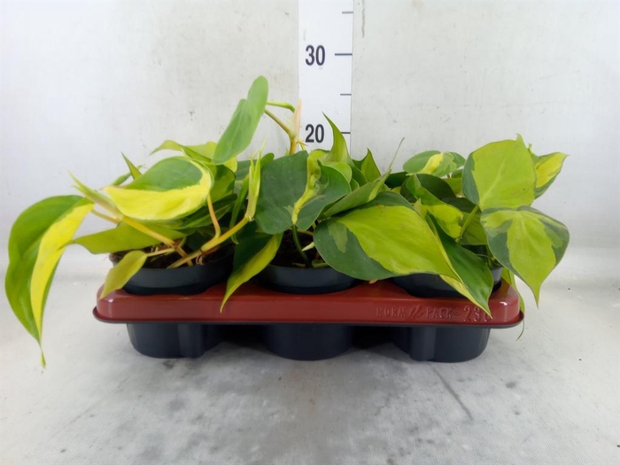 <h4>Philodendron scand. 'Brasil'</h4>