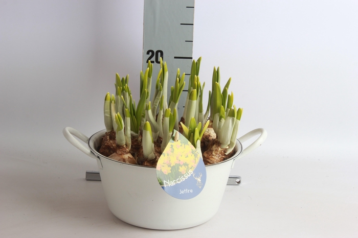 <h4>ARR NARCISSUS</h4>